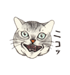 かわいいアメショ猫（個別スタンプ：2）