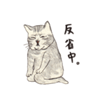かわいいアメショ猫（個別スタンプ：17）