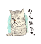 かわいいアメショ猫（個別スタンプ：19）