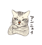 かわいいアメショ猫（個別スタンプ：21）