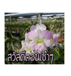 orchids thai2（個別スタンプ：2）