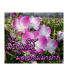 orchids thai2（個別スタンプ：3）