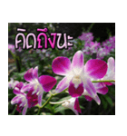 orchids thai2（個別スタンプ：4）