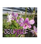 orchids thai2（個別スタンプ：6）