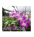 orchids thai2（個別スタンプ：8）
