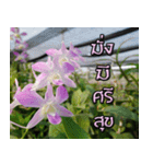 orchids thai2（個別スタンプ：11）