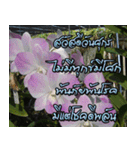 orchids thai2（個別スタンプ：17）