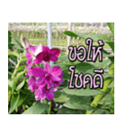 orchids thai2（個別スタンプ：20）