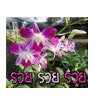 orchids thai2（個別スタンプ：21）