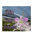 orchids thai2（個別スタンプ：22）