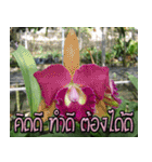 orchids thai2（個別スタンプ：26）