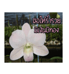 orchids thai2（個別スタンプ：27）