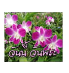 orchids thai2（個別スタンプ：31）