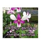 orchids thai2（個別スタンプ：32）