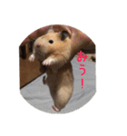ハムスターの雄三、時々モカとミルク（個別スタンプ：1）
