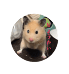 ハムスターの雄三、時々モカとミルク（個別スタンプ：4）