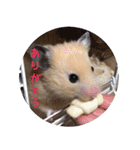 ハムスターの雄三、時々モカとミルク（個別スタンプ：8）