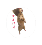 ハムスターの雄三、時々モカとミルク（個別スタンプ：9）