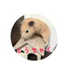 ハムスターの雄三、時々モカとミルク（個別スタンプ：13）