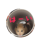 ハムスターの雄三、時々モカとミルク（個別スタンプ：14）