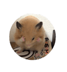 ハムスターの雄三、時々モカとミルク（個別スタンプ：19）
