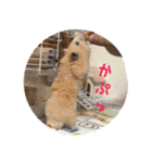 ハムスターの雄三、時々モカとミルク（個別スタンプ：22）