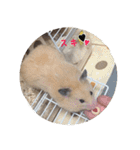 ハムスターの雄三、時々モカとミルク（個別スタンプ：25）