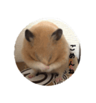 ハムスターの雄三、時々モカとミルク（個別スタンプ：27）