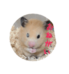ハムスターの雄三、時々モカとミルク（個別スタンプ：29）