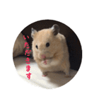 ハムスターの雄三、時々モカとミルク（個別スタンプ：30）