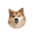 shibainu garlic（個別スタンプ：1）