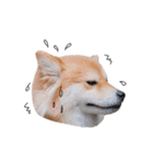 shibainu garlic（個別スタンプ：2）