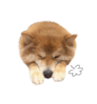 shibainu garlic（個別スタンプ：3）