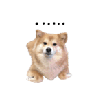 shibainu garlic（個別スタンプ：4）