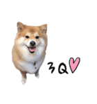 shibainu garlic（個別スタンプ：5）