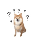 shibainu garlic（個別スタンプ：6）