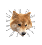 shibainu garlic（個別スタンプ：7）
