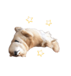 shibainu garlic（個別スタンプ：8）