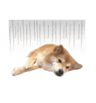 shibainu garlic（個別スタンプ：10）