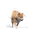 shibainu garlic（個別スタンプ：11）