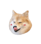 shibainu garlic（個別スタンプ：12）
