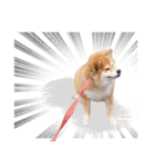 shibainu garlic（個別スタンプ：13）