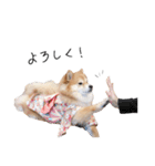 shibainu garlic（個別スタンプ：14）