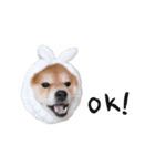 shibainu garlic（個別スタンプ：15）