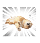 shibainu garlic（個別スタンプ：16）