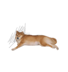 shibainu garlic（個別スタンプ：17）