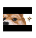 shibainu garlic（個別スタンプ：19）
