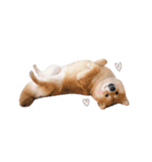 shibainu garlic（個別スタンプ：20）