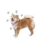 shibainu garlic（個別スタンプ：22）
