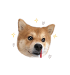 shibainu garlic（個別スタンプ：23）